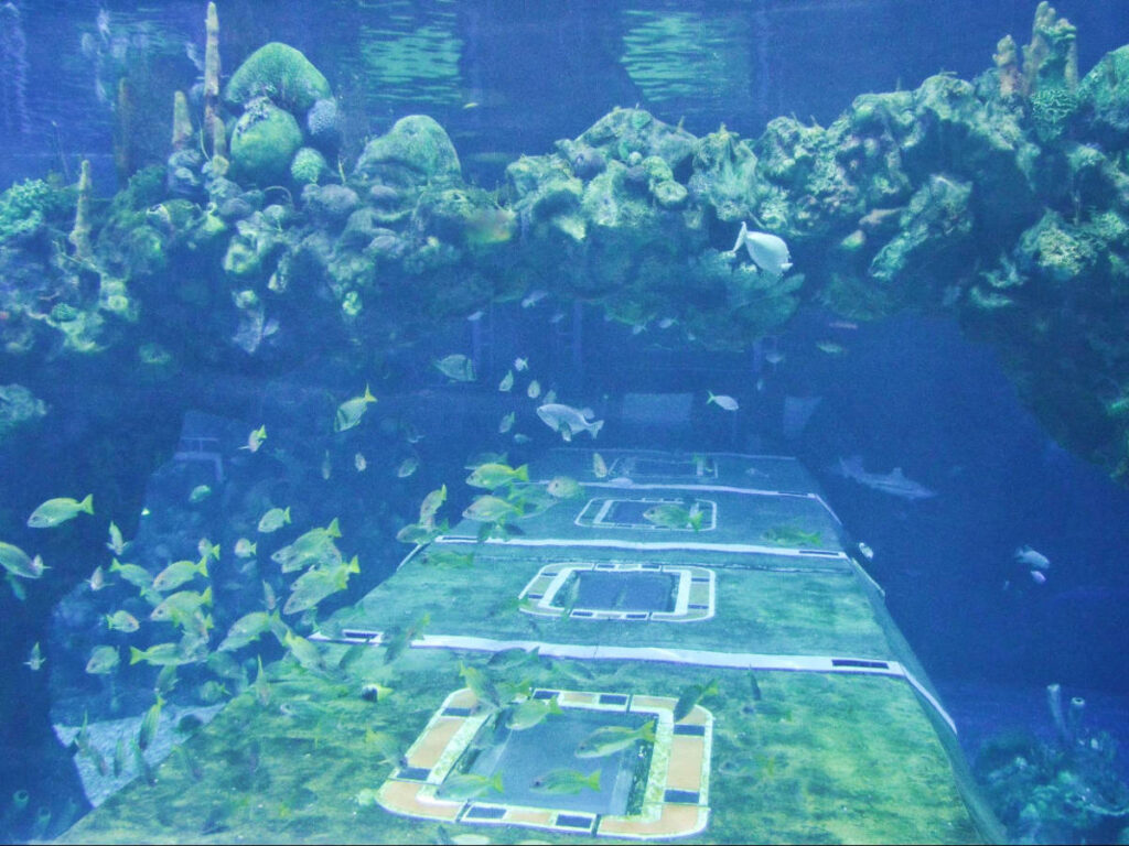 View of marine life at the SeaBase