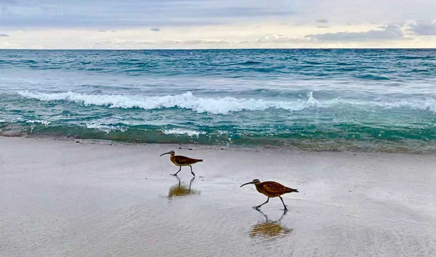 A pair of seabirds enjoying their day on the shoreline of Balboa Beach