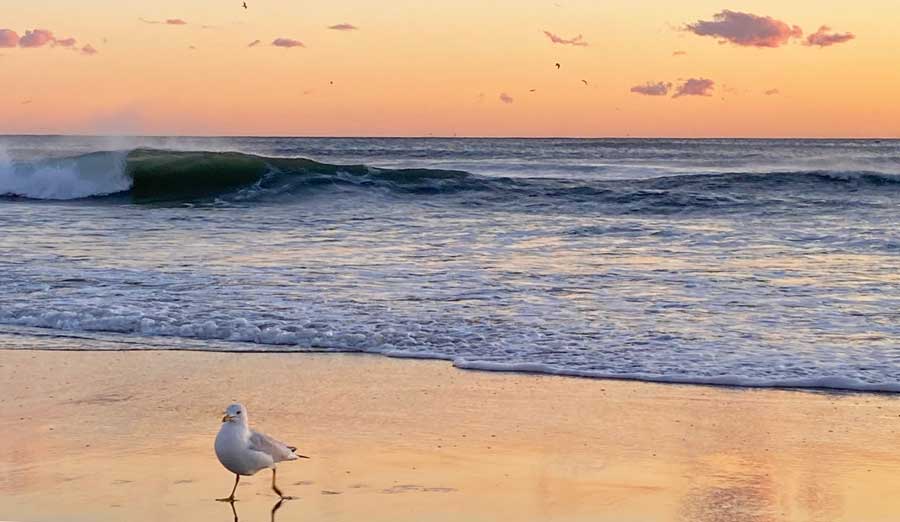 A seagull wandering in North Santa Monica Beach