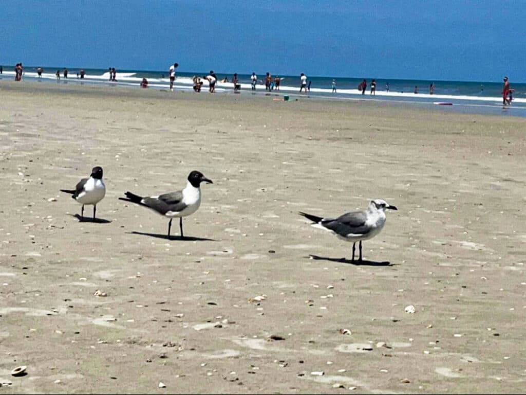 A group of seagulls walking along the sand with the people enjoying Jacksonville Beach in the background