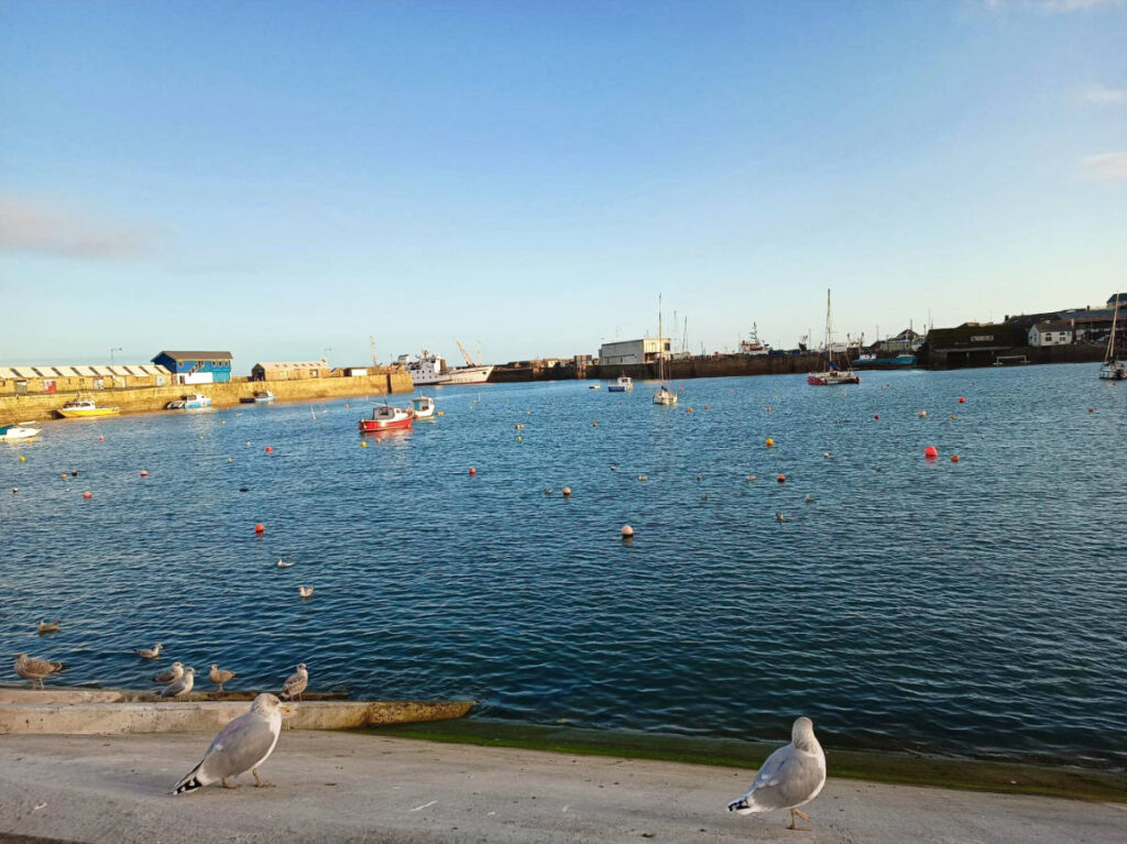 The seagulls wandering around the costal of Cornwall