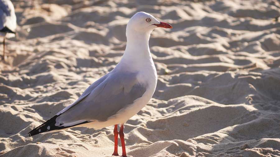 A seagull on a sand in Atlantic City