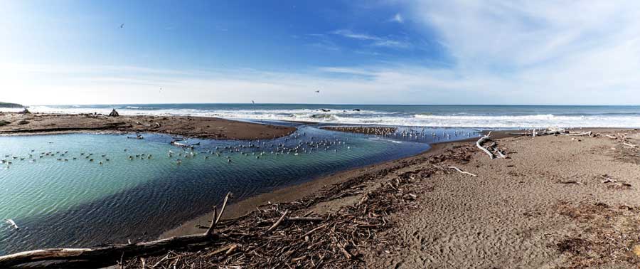 Clear blue sky over the seagulls in Moonstone Beach