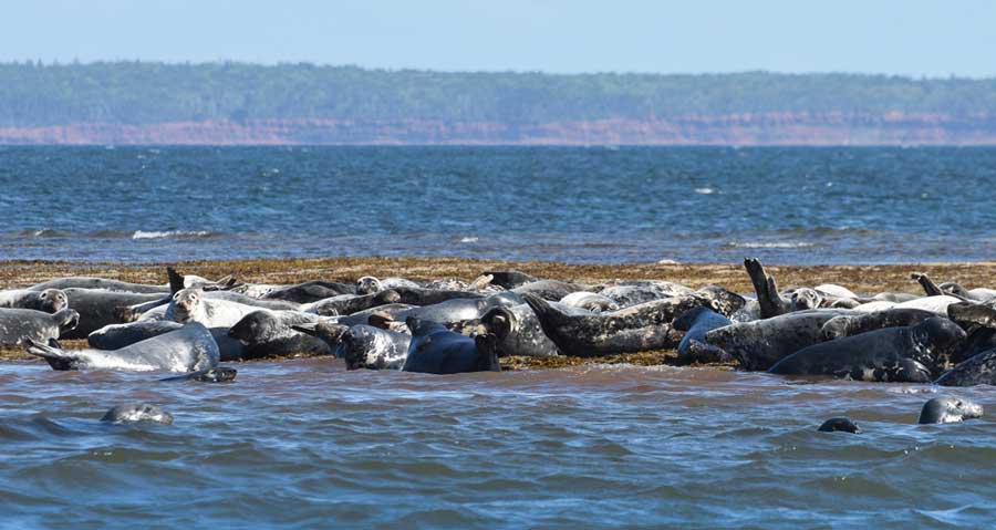 Seals on the blue water of Charlottetown