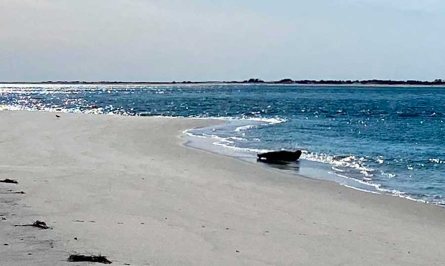 A seal going into the water of Long Island