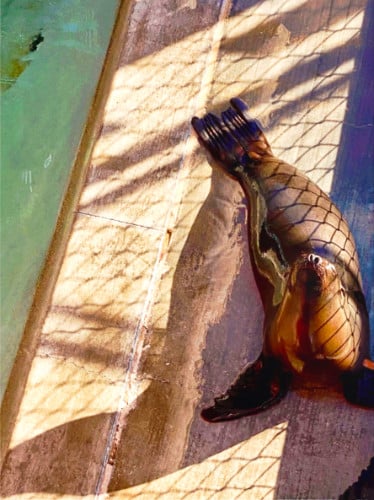 View of a seal at the Pacific Marine Mammal Center