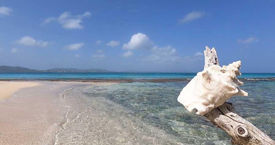 A sea shell on a tree branch in Buck Island