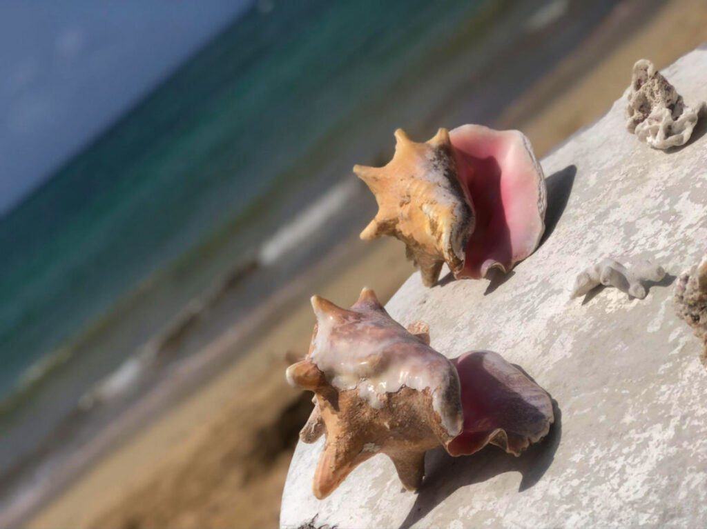 Seashells on a rock at Playa Escondida