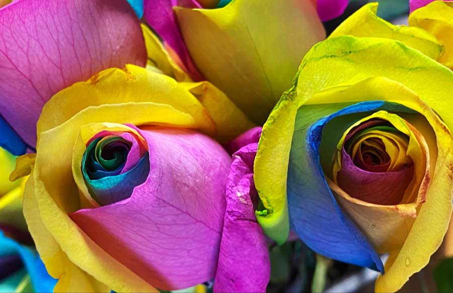 Closed up view of colorful roses in Oceanside