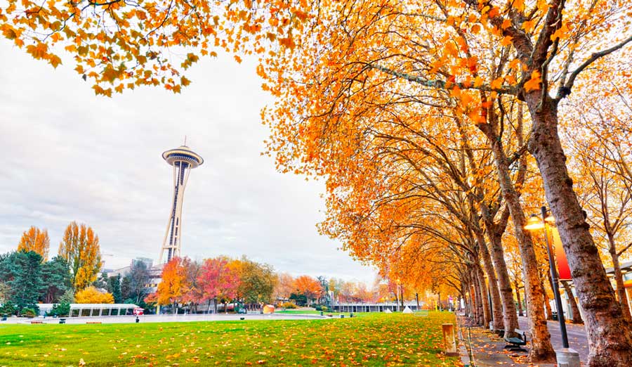 View trees at the Seattle Center at fall season