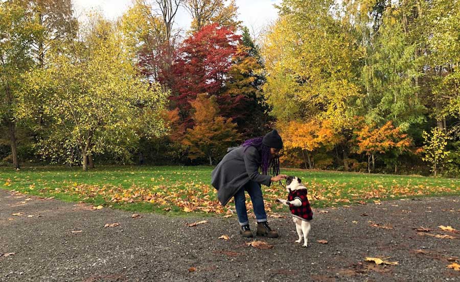 The author feeding her pug in a park in Seattle