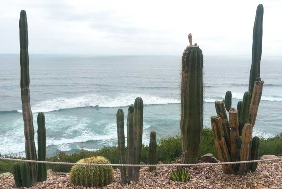 Cactus lined-up on a path to a beach