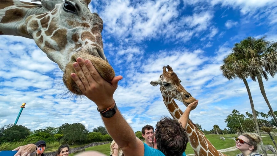 Close up view of visitors feeding the giraffes at ZooTampa