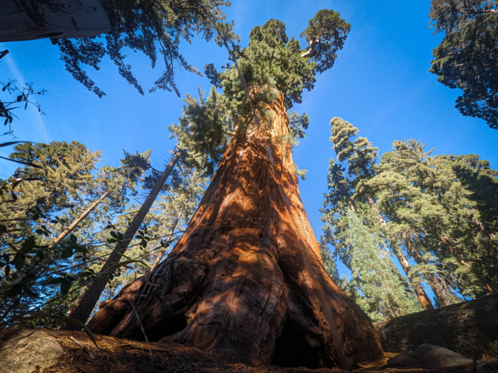 Clear blue sky over the trees in Sequoia National Park during summer season