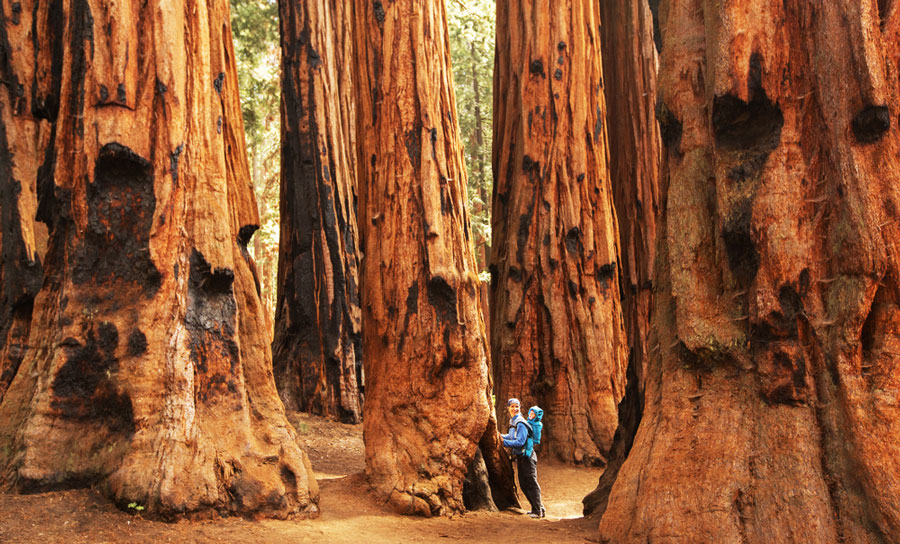 A mother with her child under the huge sequoias in Sequoia National Park