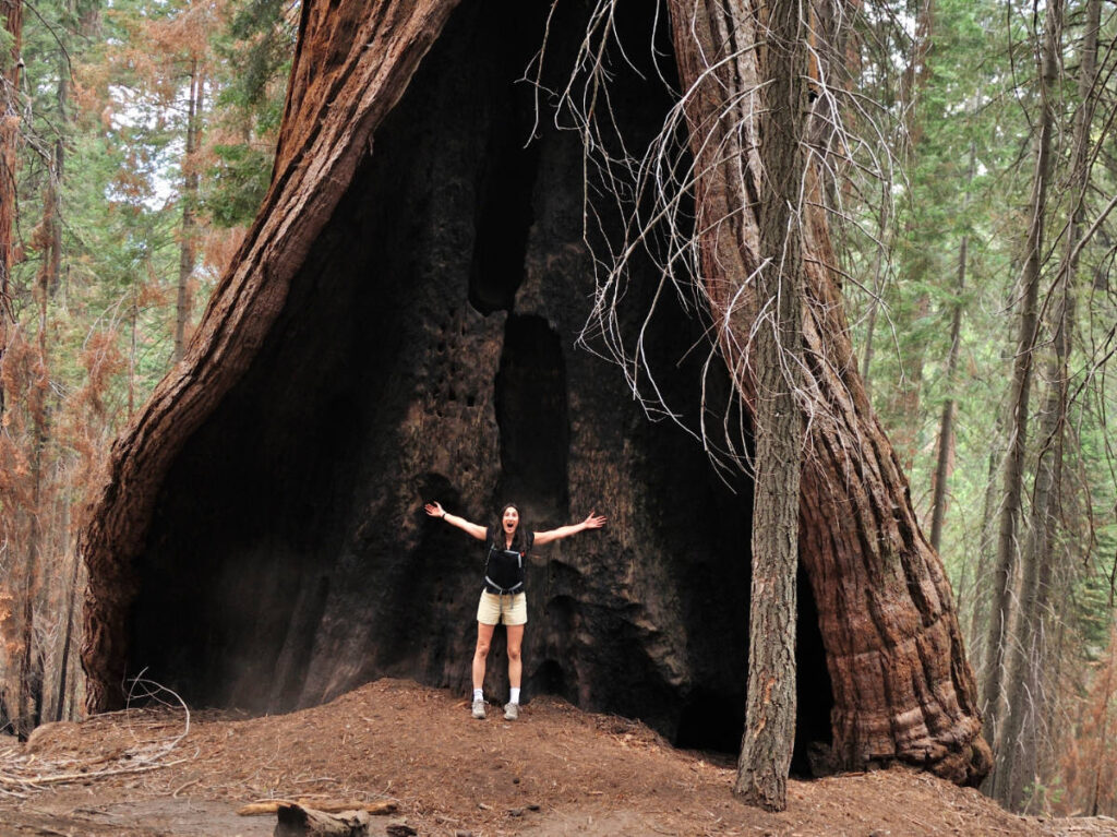 Size comparison of a person and a giant Sequoia tree