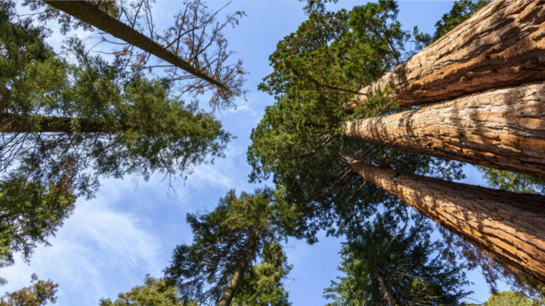 View of trees from the bottom at Sequoia National Park