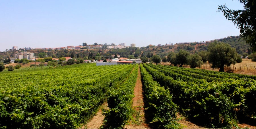 Landscape view of a vineyard in Setubal