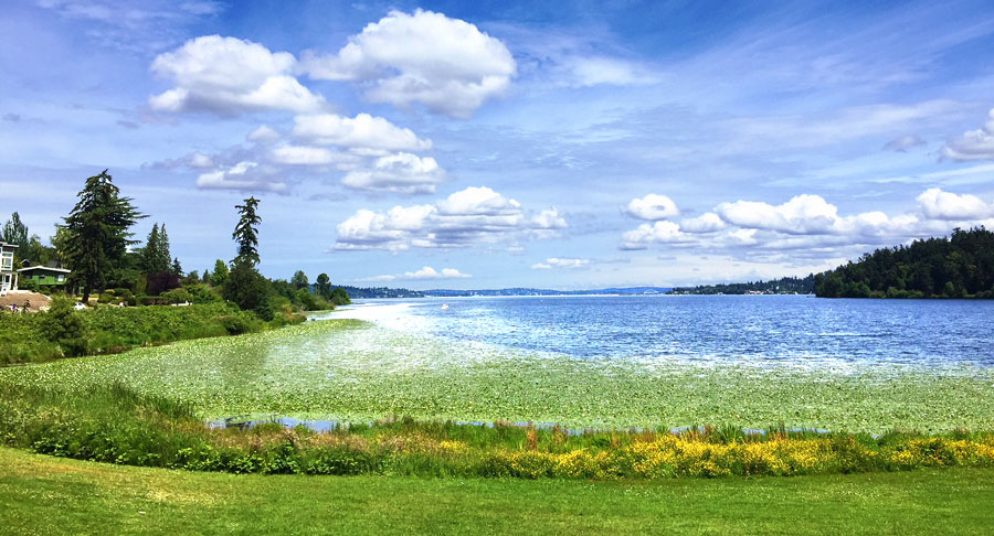 Scenic view from Seward Park in Seattle during a sunny day