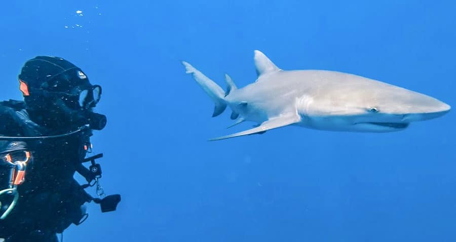 View of the author with a shark under the sea