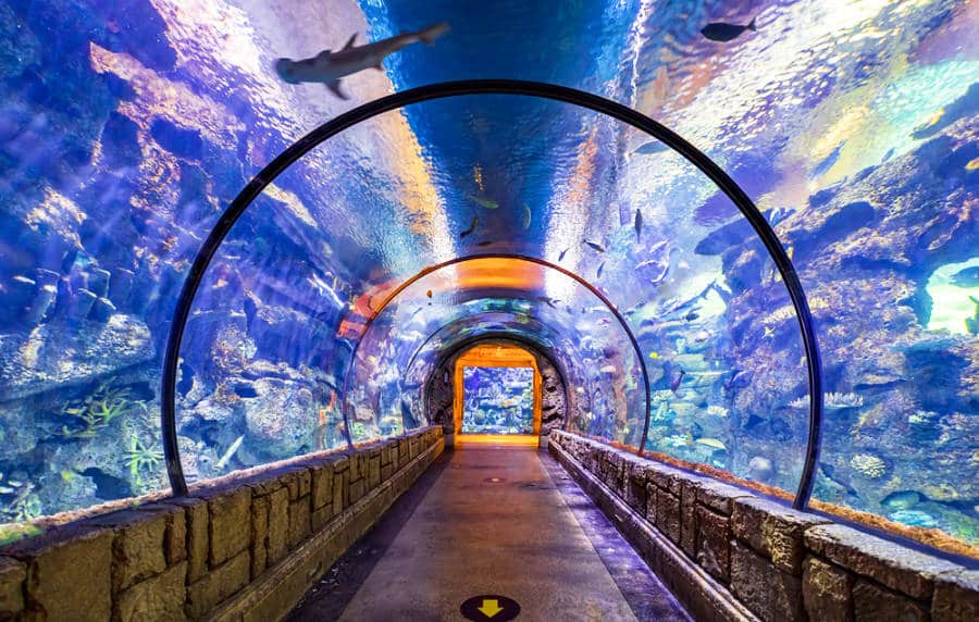 View inside the underwater tunnel in the Shark Reef Aquarium