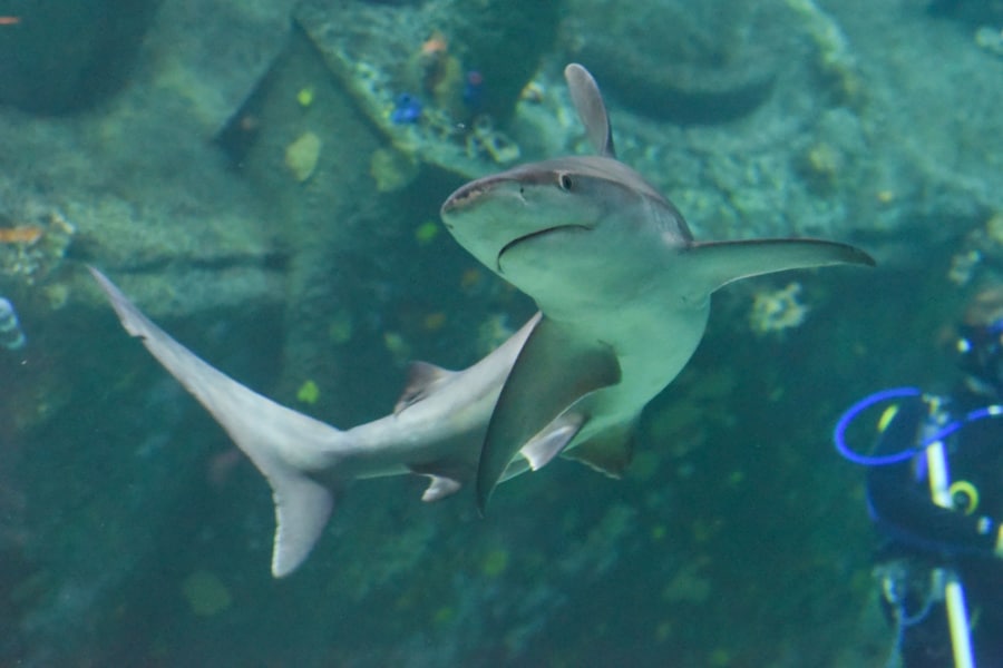 View of a shark inside North Carolina Aquarium