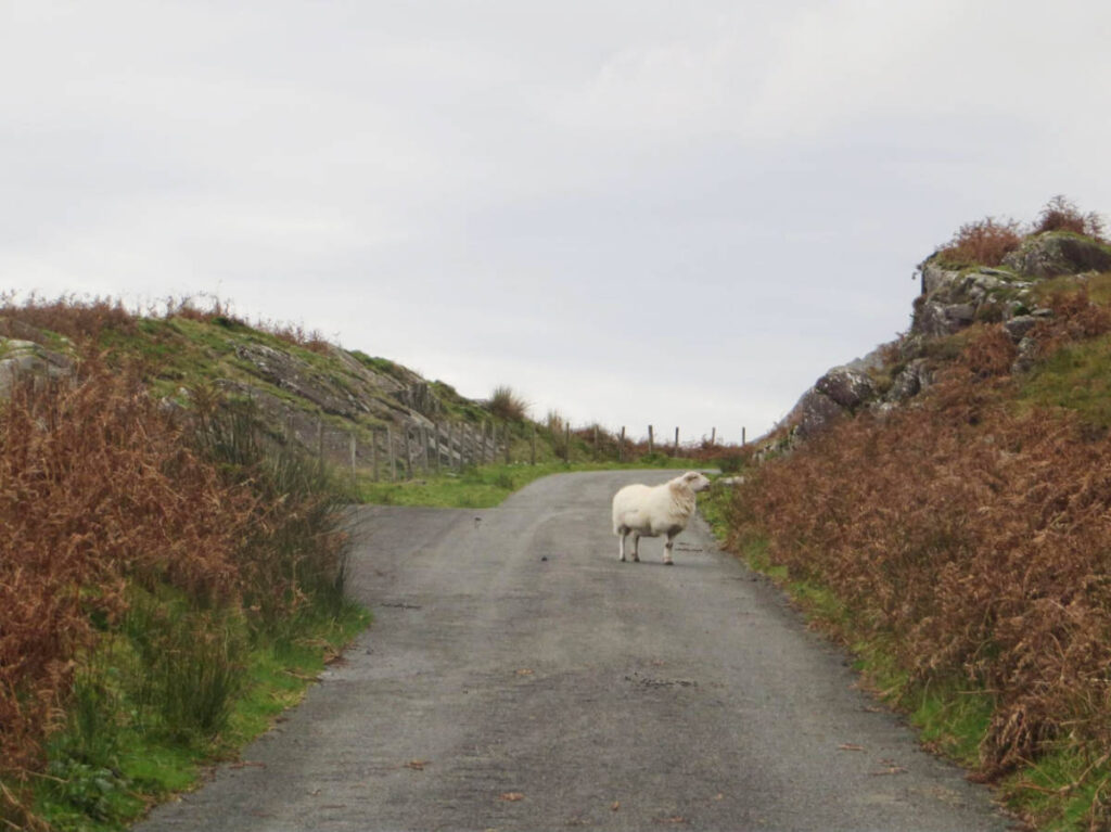 A sheep on the middle of the road on a town in Wales