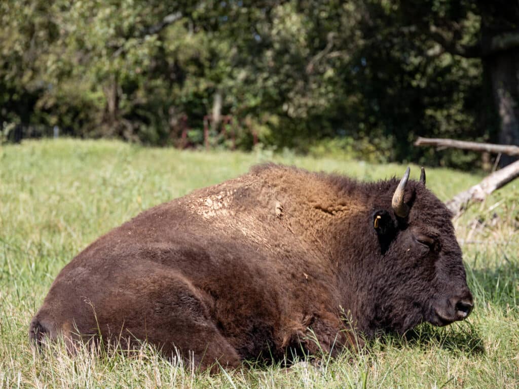 A buffalo resting at the Shelby Farms Park