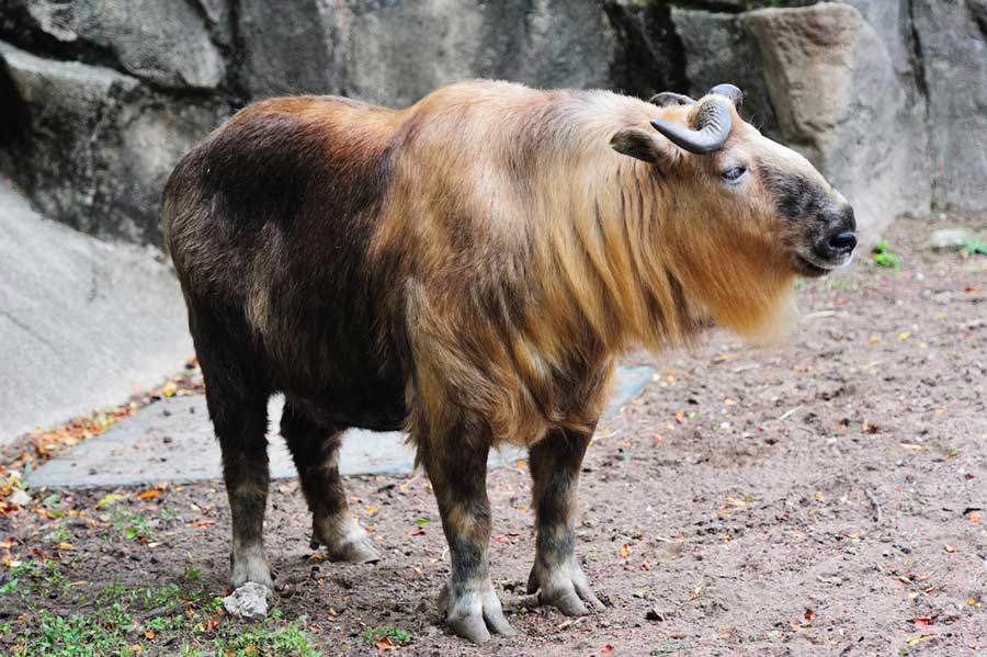View of a Sichuan takin in Lincoln Park Zoo