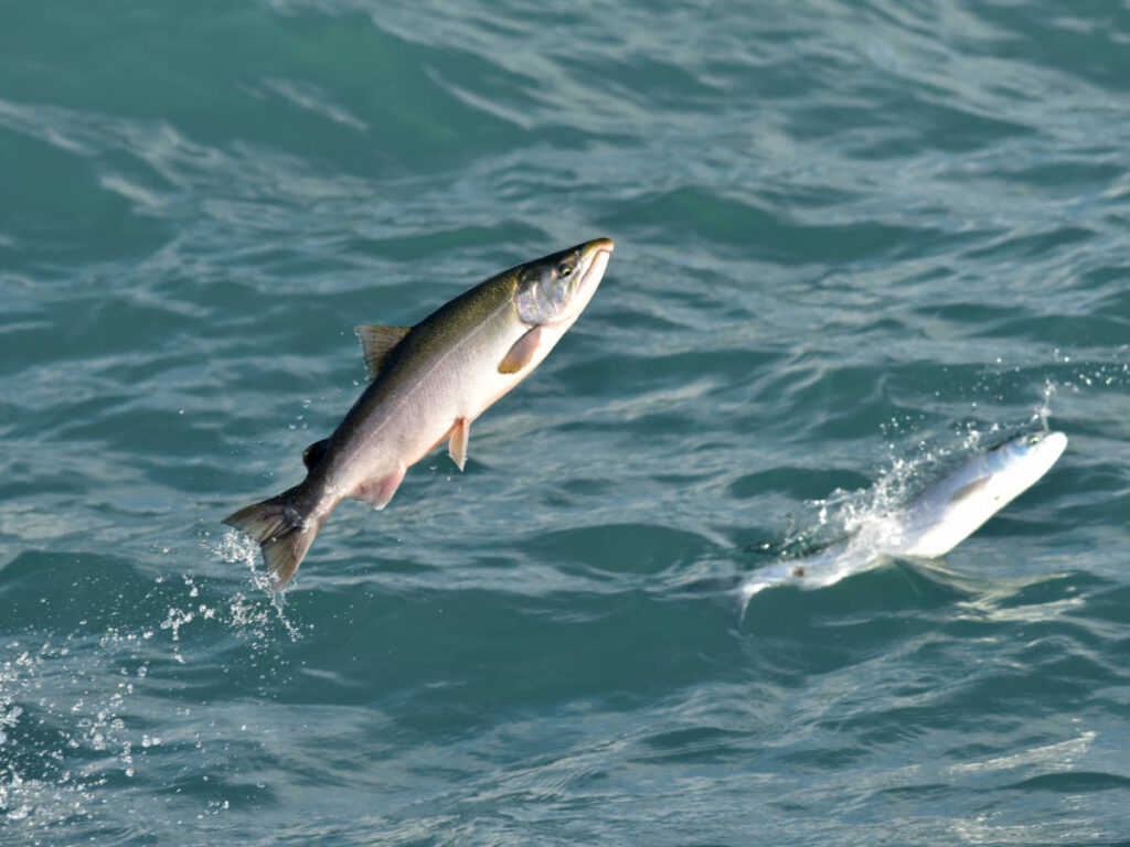 Silver salmon jumping off the water