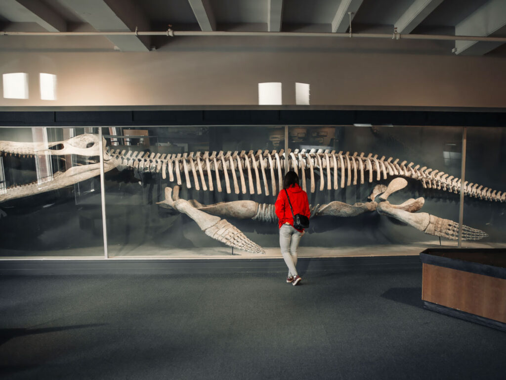 The skeleton of an ancient animal at the Harvard Museum of Natural History
