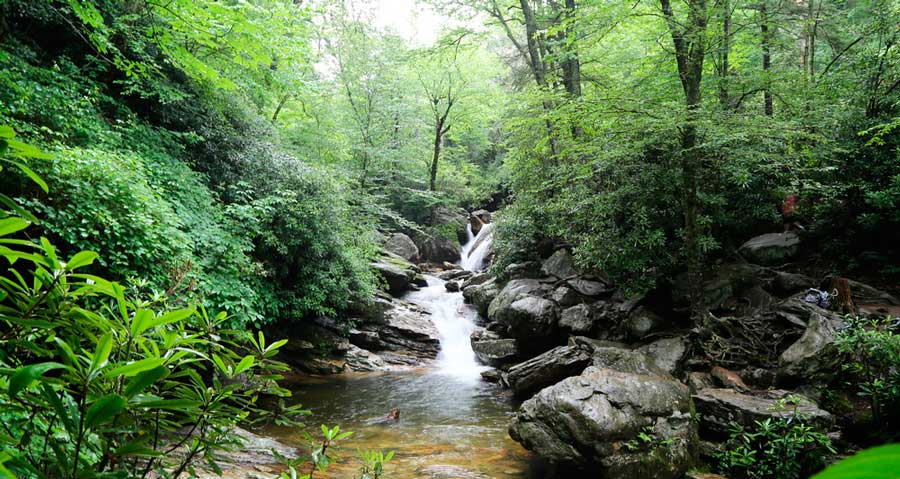 View of the greenery around the Skinny Dip Fall