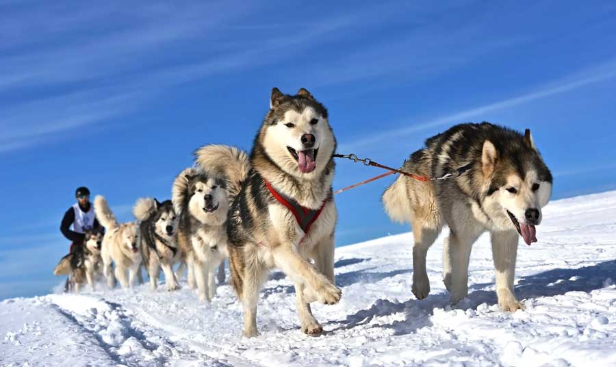 View of sledge dogs running on the snow