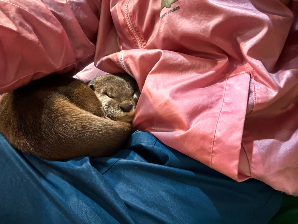 An otter sleeping on the lap