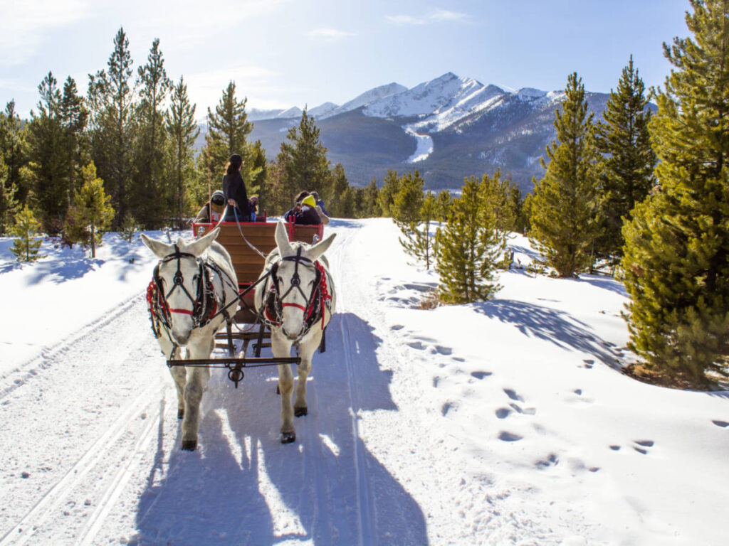 People riding a festive sleigh in the snow