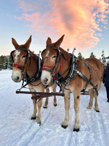 The horses on the sleigh