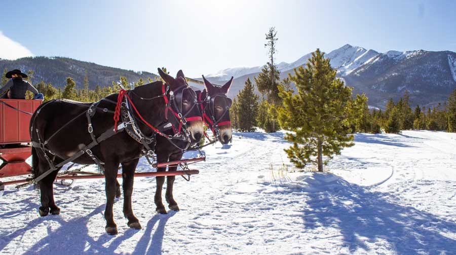 A horse drawn sleigh ride in Arapahoe Basin