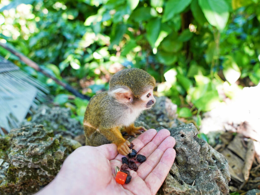 A little monkey from the Monkey Jungle