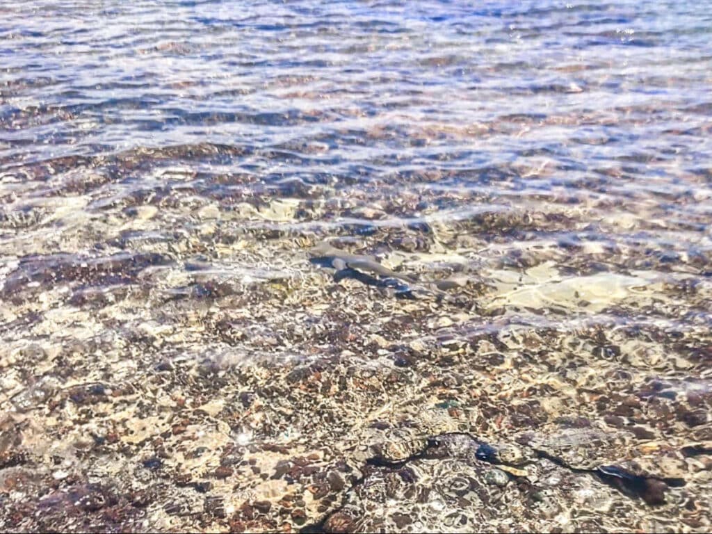 A small shark swimming on the shallow part of Carlos Rosario Beach