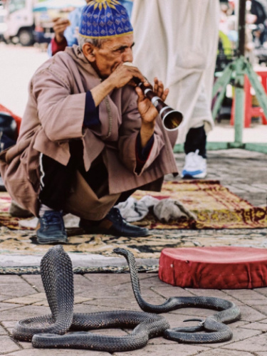 A man playing a flute while a snake slithers nearby