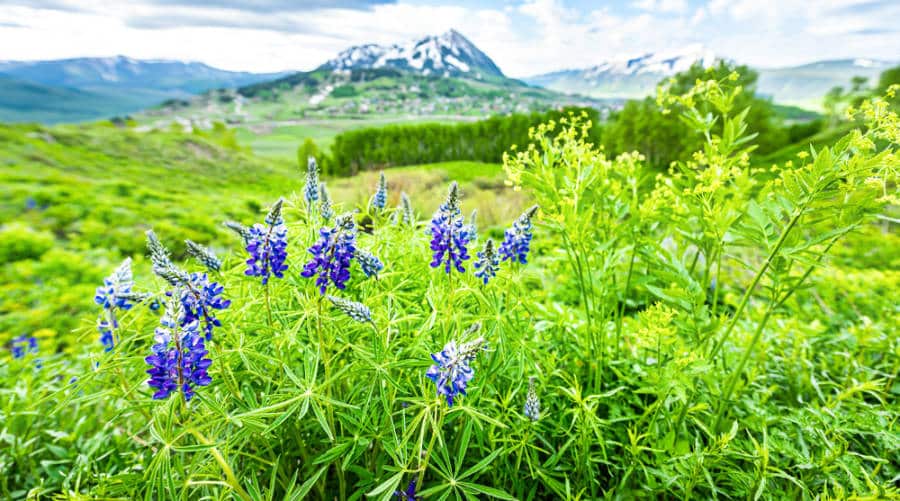 Close up look of the purple blue flowers in the middle of a green grass field with Mount Crested Butte in the background