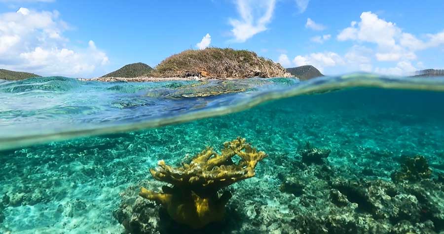 A coral under the water of St. John