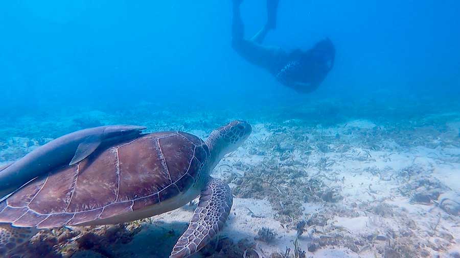 The author's wife snorkeling with a sea turtle