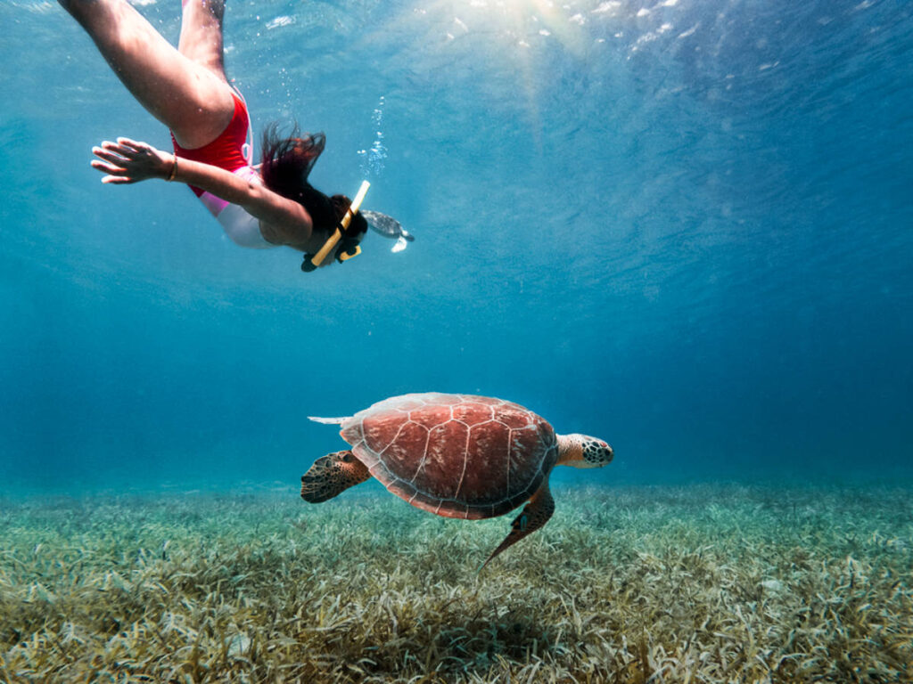A woman snorkeling with the turtles under the water