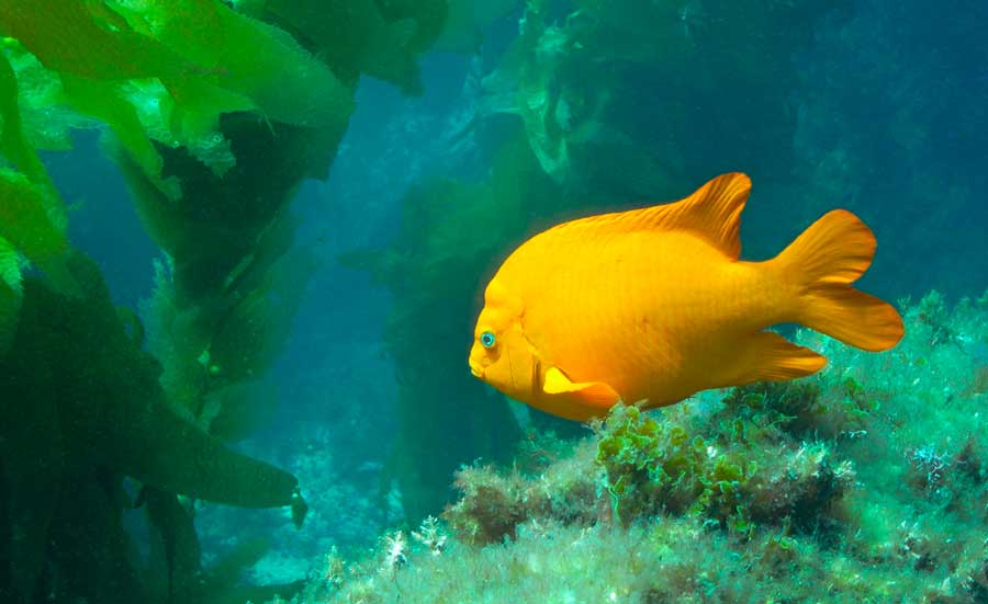 View of a garibaldi under the blue water of Catalina Island