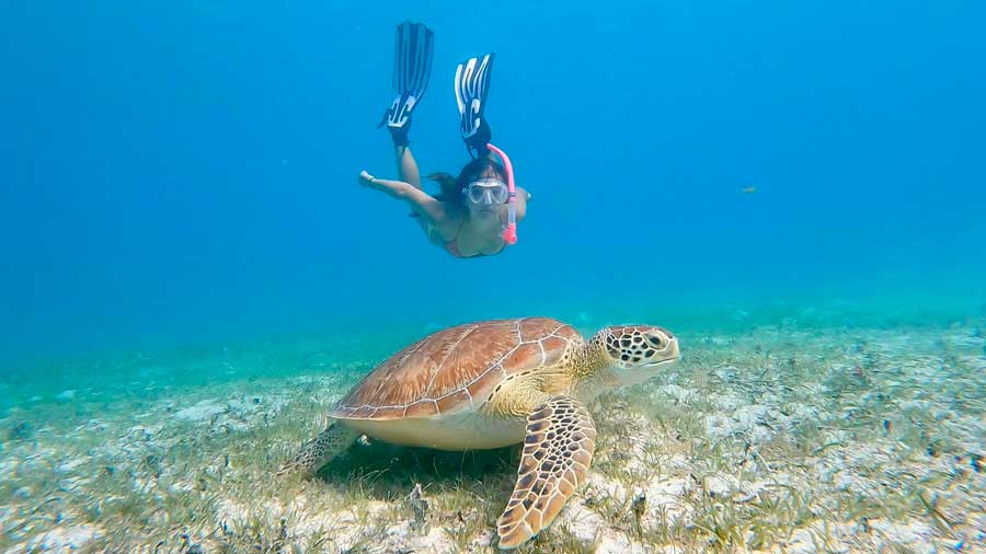 A woman snorkeling and a sea turtle under the water of Brewers Bay Beach