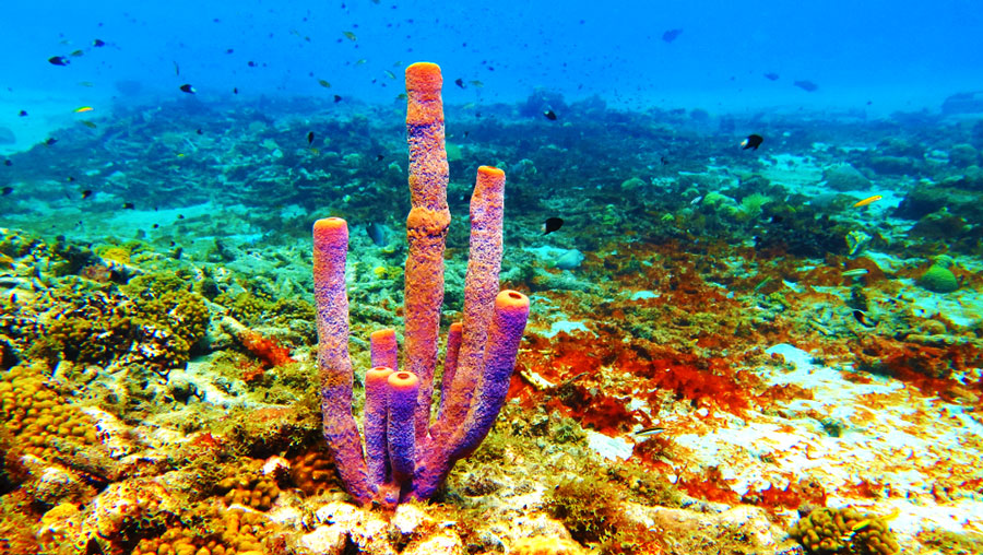 A sea sponge and coral reefs under the sea