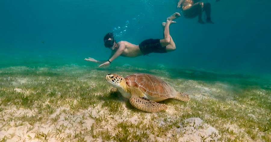 Snorkeling with the sea turtle in Water Island
