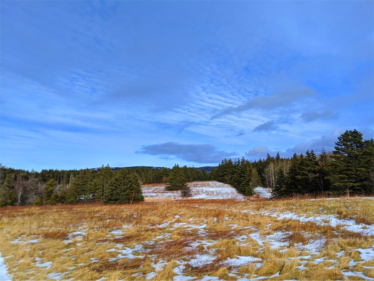 A serene snowy field surrounded by trees under a clear blue sky