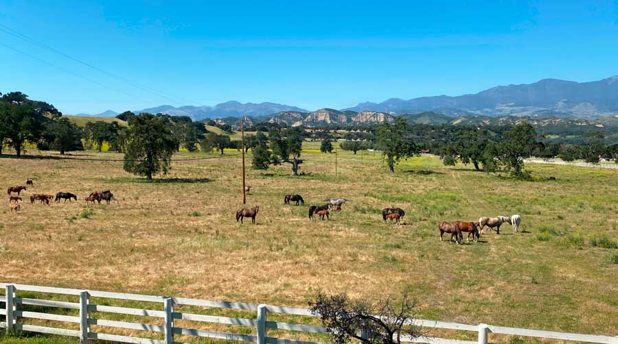 Horses from the Solvang Countryside area